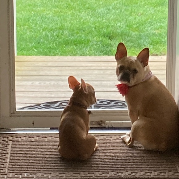 Meet your Posher, Victoria - Picture 7 of 15